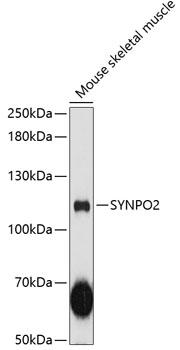 SYNPO2 Rabbit pAb