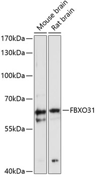 FBXO31 Rabbit pAb