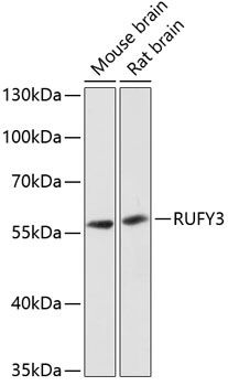 RUFY3 Rabbit pAb