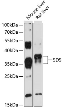 SDS Rabbit pAb