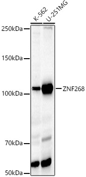 ZNF268 Rabbit pAb