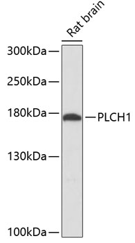 PLCH1 Rabbit pAb