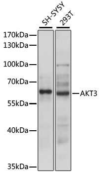 AKT3 Rabbit pAb