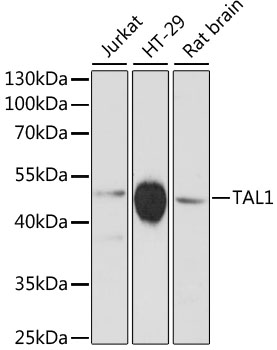 TAL1 Rabbit pAb