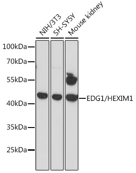 EDG1/HEXIM1 Rabbit pAb