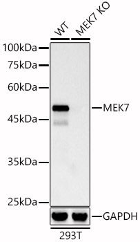 [KO Validated] MEK7 Rabbit mAb