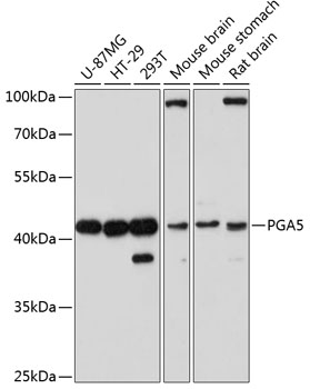 PGA5 Rabbit pAb