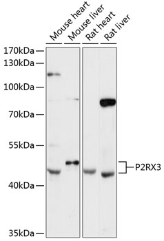 P2RX3 Rabbit pAb