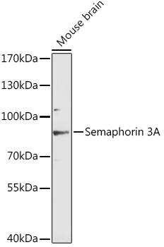 Semaphorin 3A Rabbit pAb