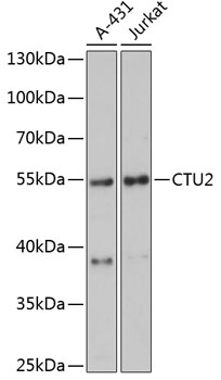 CTU2 Rabbit pAb