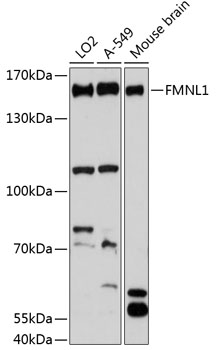 FMNL1 Rabbit pAb