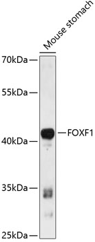 FOXF1 Rabbit pAb