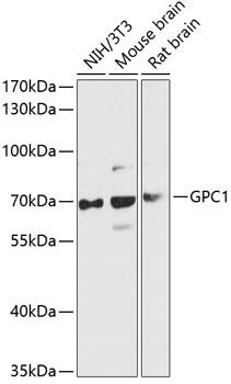 GPC1 Rabbit pAb