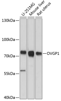 OVGP1 Rabbit pAb