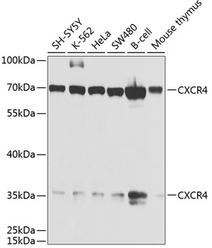 CXCR4 Rabbit pAb