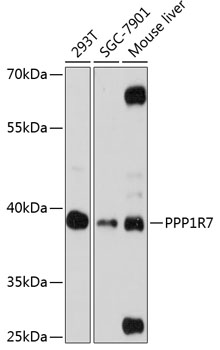 PPP1R7 Rabbit pAb
