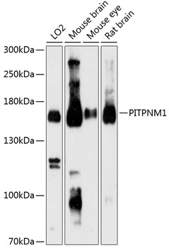 PITPNM1 Rabbit pAb