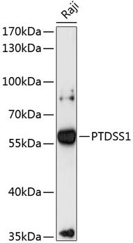 PTDSS1 Rabbit pAb