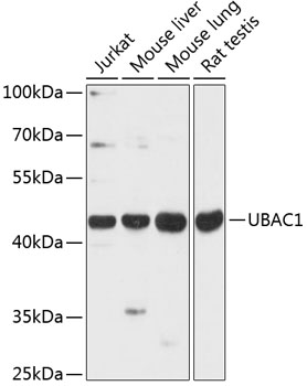 UBAC1 Rabbit pAb