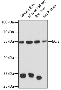 ECI2 Rabbit pAb