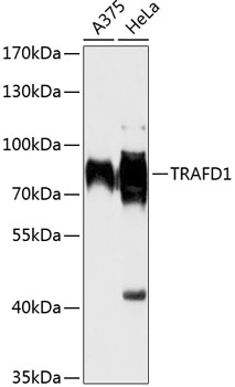 TRAFD1 Rabbit pAb