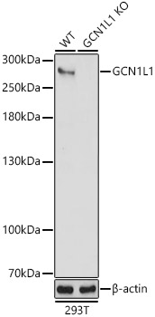 [KO Validated] GCN1L1 Rabbit pAb