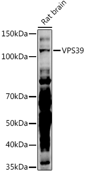 VPS39 Rabbit pAb