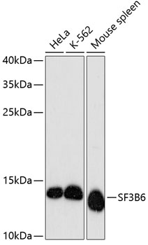 SF3B6 Rabbit pAb