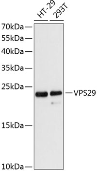 VPS29 Rabbit pAb