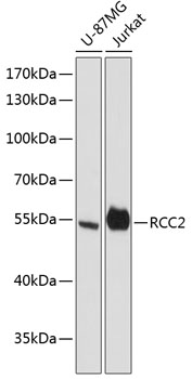 RCC2 Rabbit pAb