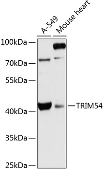 TRIM54 Rabbit pAb