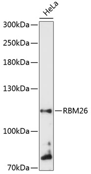 RBM26 Rabbit pAb