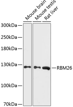 RBM26 Rabbit pAb