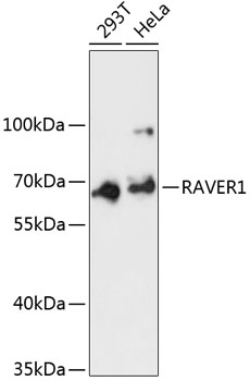 RAVER1 Rabbit pAb
