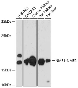 NME1-NME2 Rabbit pAb