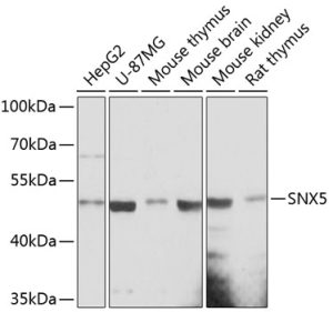 SNX5 Rabbit pAb