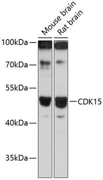 CDK15 Rabbit pAb