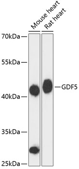 GDF5 Rabbit pAb