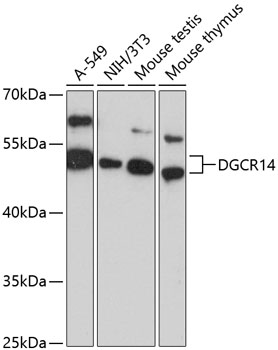 DGCR14 Rabbit pAb