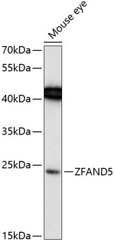 ZFAND5 Rabbit pAb