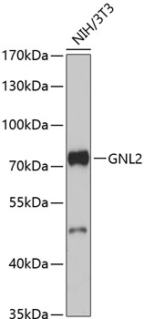 GNL2 Rabbit pAb