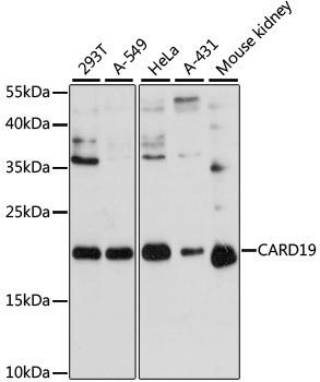 CARD19 Rabbit pAb