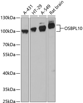 OSBPL10 Rabbit pAb