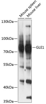 GLE1 Rabbit pAb