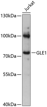 GLE1 Rabbit pAb