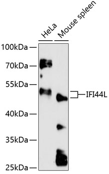 IFI44L Rabbit pAb