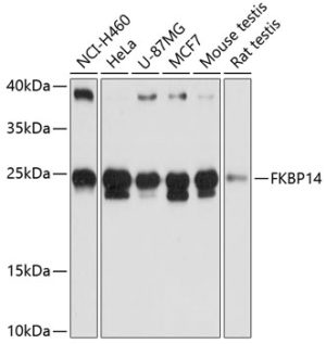 FKBP14 Rabbit pAb