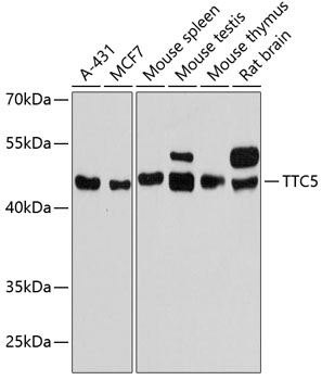 TTC5 Rabbit pAb