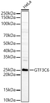 GTF3C6 Rabbit pAb