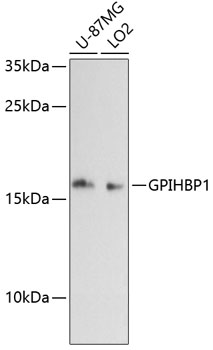 GPIHBP1 Rabbit pAb
